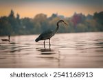 
A heron stands in shallow water, its profile showing a slender neck and sharp beak. The blurred background of autumn trees and warm sky creates a peaceful scene with soft light reflects on the water.