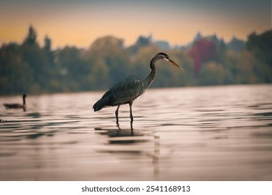 
A heron stands in shallow water, its profile showing a slender neck and sharp beak. The blurred background of autumn trees and warm sky creates a peaceful scene with soft light reflects on the water. - Powered by Shutterstock