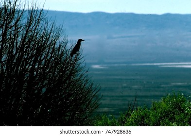 Heron In Tree, Ely, Nevada