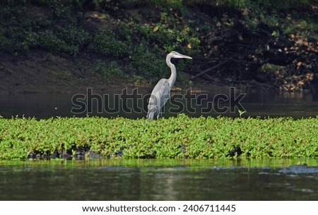 Heron wading in the Caney River 