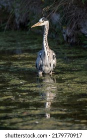 Heron Wading Through The Algae Pond