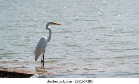 Heron with white plumage and a long yellow beak moves slowly and majestically along the shore of a reservoir, stretching its neck and peering ahead of itself in search of food.
