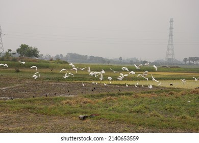 Herons Flying Open Green Field