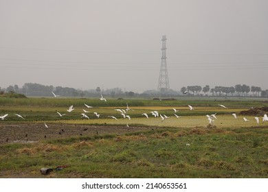 Herons Flying Open Green Field