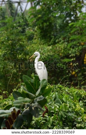 The herons are long-legged, long-necked, freshwater and coastal birds in the family Ardeidae, with 72 recognised species, some of which are referred to as egrets or bitterns rather than heron