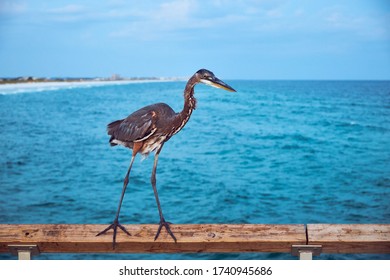 Herons At Okaloosa Island Pier