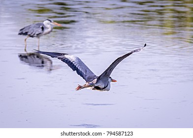 Herons On The Pond Of Hithadhu, Addu Atoll