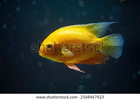Heros severus swims in an aquarium. Beautiful yellow fish close-up. 