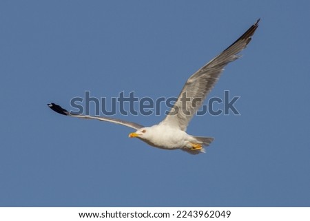 The European herring gull (Larus argentatus) is a large gull, up to 66 cm (26 in) long. One of the best-known of all gulls along the shores of Western Europe