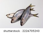 Herring or Baltic herring (Clupea harengus membras) on a white background