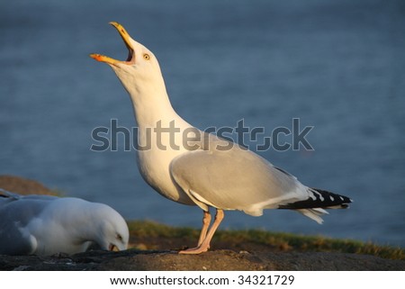 Herring Gull