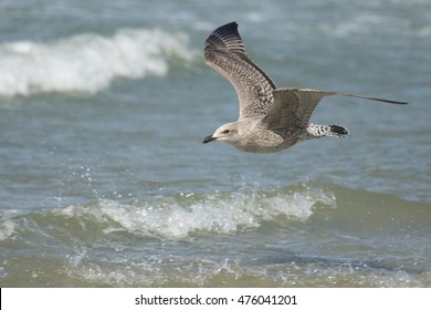 Herring Gull Above Sea
