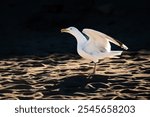 Herring gull, Gull, Bird image