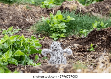 A herring gull chick with its back to the camera but with its head turned to the right, flexing its tiny wings. The bird is standing in the nest which has green weeds growing near it. The feathers are downy looking and are black and white in colour. 