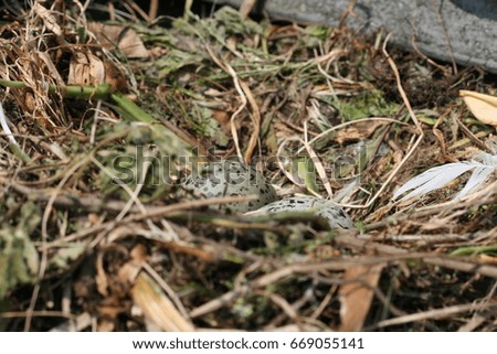 Similar – Image, Stock Photo The window to spring