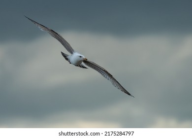 Herring Gull Flying In Front Of A Stormy Sky, Yorkshire, UK