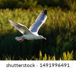 A herring gull flying low over a spit of land between two ponds in Parker River National Wildlife Refuge on Plum Island in Massachusetts