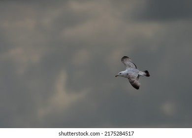 Herring Gull Flying Through A Storm, Yorkshire Coast, UK