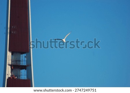 Herring gull flys in the sky with the Riga TV tower in the background