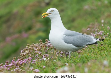 A Herring Gull (Larus Argentatus)