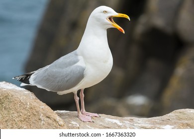 A Herring Gull (Larus Argentatus)