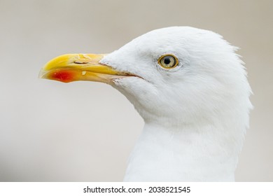 A Herring Gull (Larus Argentatus)