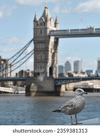 Herring Gull (Larus argentatus) standing in front of The Tower Bridge in London over The River Thames