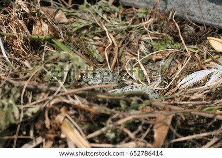 Similar – Image, Stock Photo The window to spring