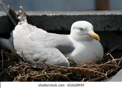 Herring Gull On The Nest