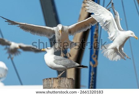 A herring gull perched on a post with other gulls in flight around it with blue sky background on a summer day in Gloucester, Massachusetts. 