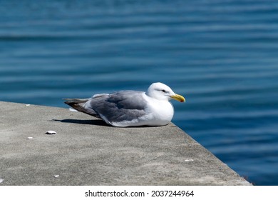 A Herring Gull Rests On A Concrete Pier Wall Of The Olympic Beach Wharf In Edmonds, Washington State.