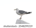 herring gull in a sea