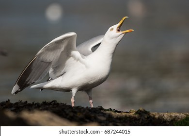 Herring Gull, Sea Gull