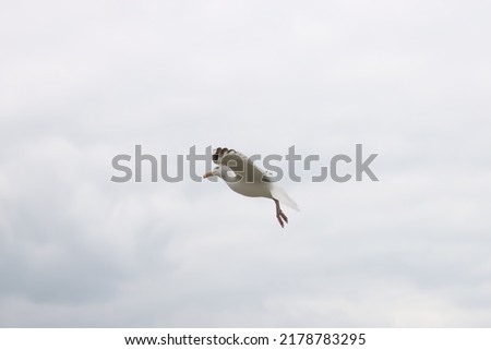 Herring Gull soaring in the wind