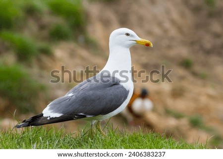 Herring Gull standing on grass close up