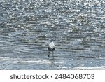 a herring gull in the Wadden Sea