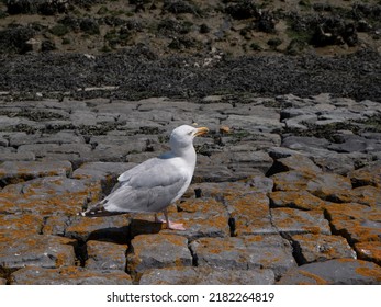 Herring Gull Walks On A Dike In Search Of Fresh Water And Food