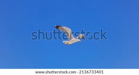 Herring gull white color, under view. Sea gull open wings flying on clear blue sky background.