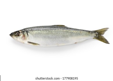 Herring Isolated On White Background