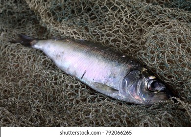 Herring On Net. Pacific Herring Variety