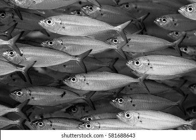 Herring School Of Fish