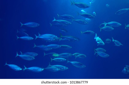 Herring in a swarm in a marine aquarium in blue optics