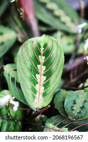 Herringbone Or Prayer Plant (Maranta Leuconeura Tricolor) 