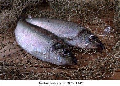 Herrings On Net. Pacific Herring Variety