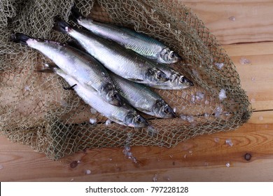 Herrings On Net. Pacific Herring Variety