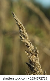 Herselt, Belgium - November 5 2020: Grass isolated in daylight. Image by Raphaella Goyvaerts