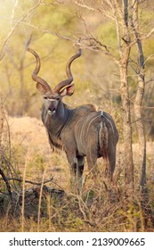 Hes A Big Bad Buck. Full Length Shot Of A Kudu In The Wild.