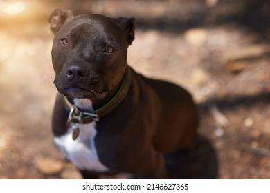 Hes A Good Boy. Cropped Shot Of A Dog Sitting In The Woods.