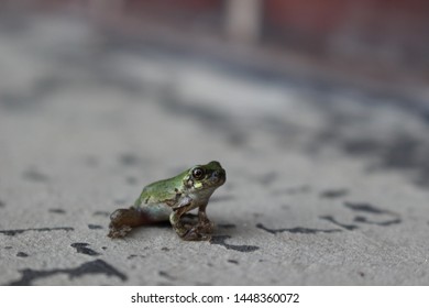 He's a tiny little tree frog