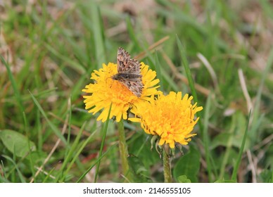 Hesperiidae Butterfly In The Forest In Spring